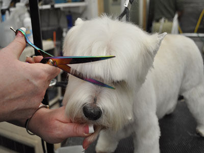 Pet Westie Trim